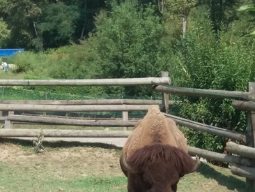 Recent Screen Shot of 74bob