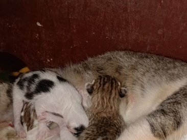 Recent Screen Shot of Abhikery