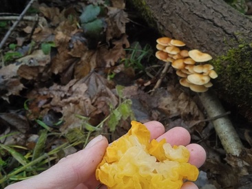 Recent Screen Shot of Personal_Bulldozer