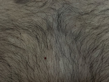 Recent Screen Shot of Simplemind2