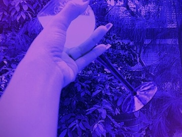 Recent Screen Shot of _Yoyo___