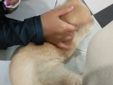 Recent Screen Shot of kittenShovel