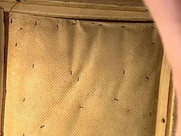 Recent Screen Shot of tsvetanlilov12