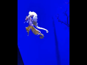 Recent Screen Shot of tyd247