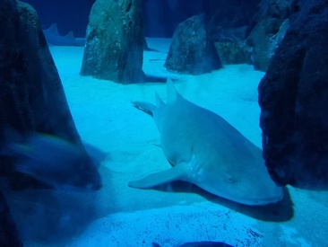 Recent Screen Shot of yoyoca44@xh